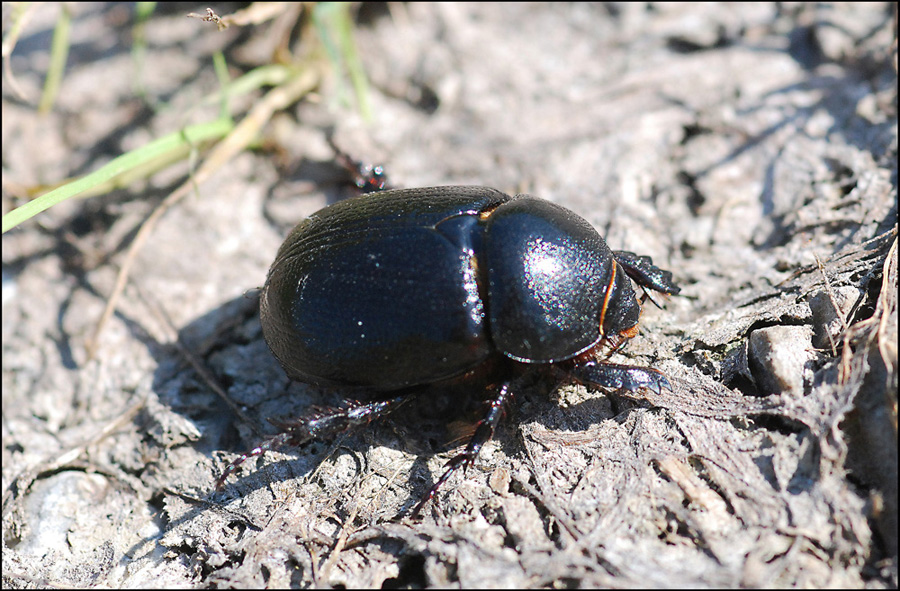 due coleotteri da ident -  ? e Ablattaria laevigata